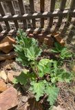 Rhubarb!