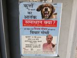 Delhi Menace of Dogs - Solutions