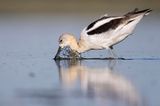 american avocet 081822_MG_7319