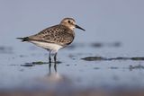 bairds sandpiper 081822_MG_7490