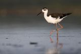 black-necked stilt 081822_MG_7834
