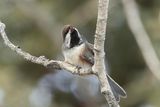boreal chickadee 010723_MG_5131 