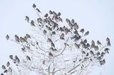 bohemian waxwings 123122_MG_4125 