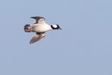 bufflehead 092422_MG_4186
