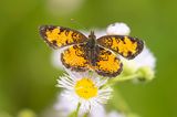 butterfly 071622_MG_6564