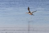 eared grebe 092422_MG_4481 