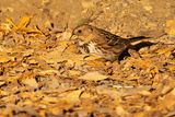 harris sparrow 100822_MG_7005