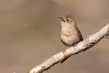 house wren 061622_MG_3808 