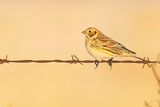 lapland longspur 111222_MG_2810