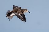 lesser sandpiper 081822_MG_7262