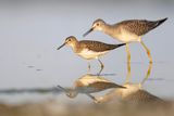 lesser yellowlegs & solitary sandpiper 082622_MG_9744