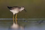 lesser yellowlegs 081822_MG_7678 