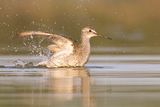 lesser yellowlegs 082622_MG_0332 