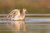 lesser yellowlegs082622_MG_0409 