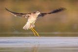 lesser yellowlegs 082622_MG_0468