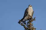 northern goshawk 010223_MG_4411 