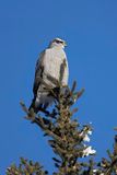 northern goshawk 010223_MG_4694