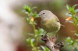 orange-crowned warbler 090422_MG_3253 
