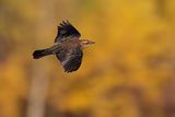 rusty blackbird 092522_MG_6337