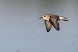 semipalmated sandpiper 090122_MG_2519 