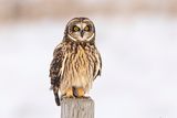 short-eared owl 111222_MG_3557