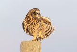 short-eared owl 111322_MG_3830 