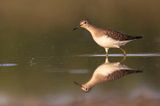 solitary sandpiper 082622_MG_9940 