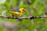 western tanager 062122_MG_4584 