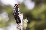 yellow-bellied sapsucker 062122_MG_4804 
