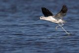 american avocet 091023_MG_2241 