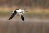 american avocet 100123_MG_3223 