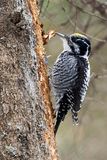 american three-toed woodpecker 020424_MG_0792 