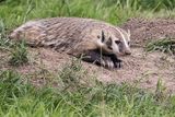 badger 081223_MG_4915 