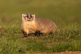 badger 081223_MG_8445 