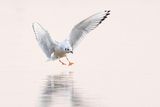 bonapartes gull 091723_MG_3233 