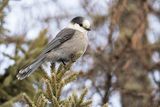canada jay 020324_MG_9059 