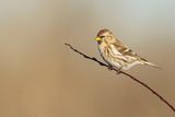 common redpoll 122423_MG_7693 