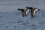 greater scaup 040723_MG_7717 