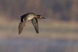 green-winged teal 100123_MG_2487 