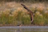 hudsonian godwit 080523_MG_0254 