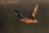 hudsonian godwit 080523_MG_0324 