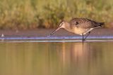 hudsonian godwit 080523_MG_8077 