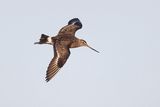 hudsonian godwit 080523_MG_8369 