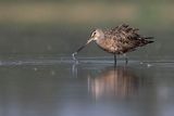 hudsonian godwit 080523_MG_9057 