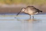 hudsonian godwit 081323_MG_1138 