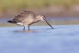 hudsonian godwit 081323_MG_4059 