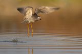 lesser yellowlegs 082723_MG_3528 