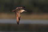 marbled godwit 081323_MG_9430 