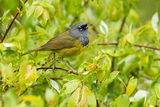 macgillivrays warbler 052223_MG_1640 