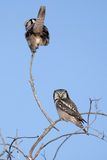 northern hawk owls 021724_MG_7899 